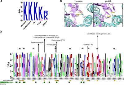 Sequence Divergence and Functional Specializations of the Ancient Spliceosomal SF3b: Implications in Flexibility and Adaptations of the Multi-Protein Complex